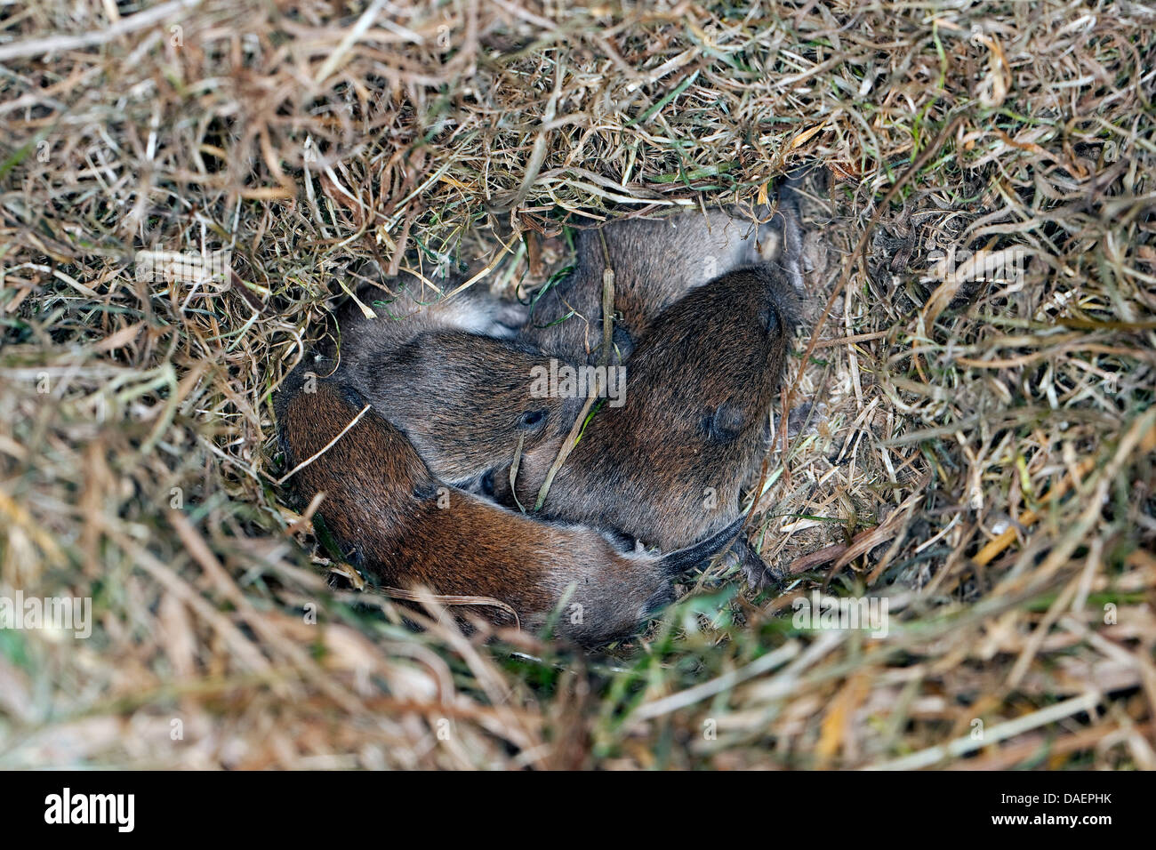 Bank vole (Clethrionomys glareolus, Myodes glareolus), i neonati nel nido, Germania Foto Stock