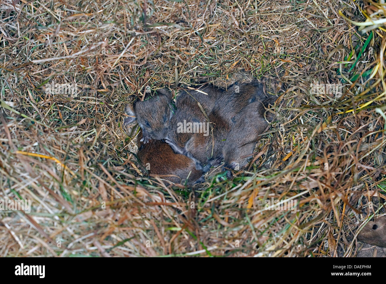 Bank vole (Clethrionomys glareolus, Myodes glareolus), i neonati nel nido, Germania Foto Stock