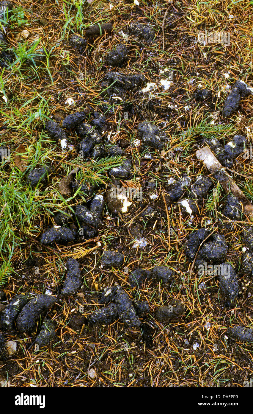 Gufo comune (Asio otus), pellet, Germania Foto Stock