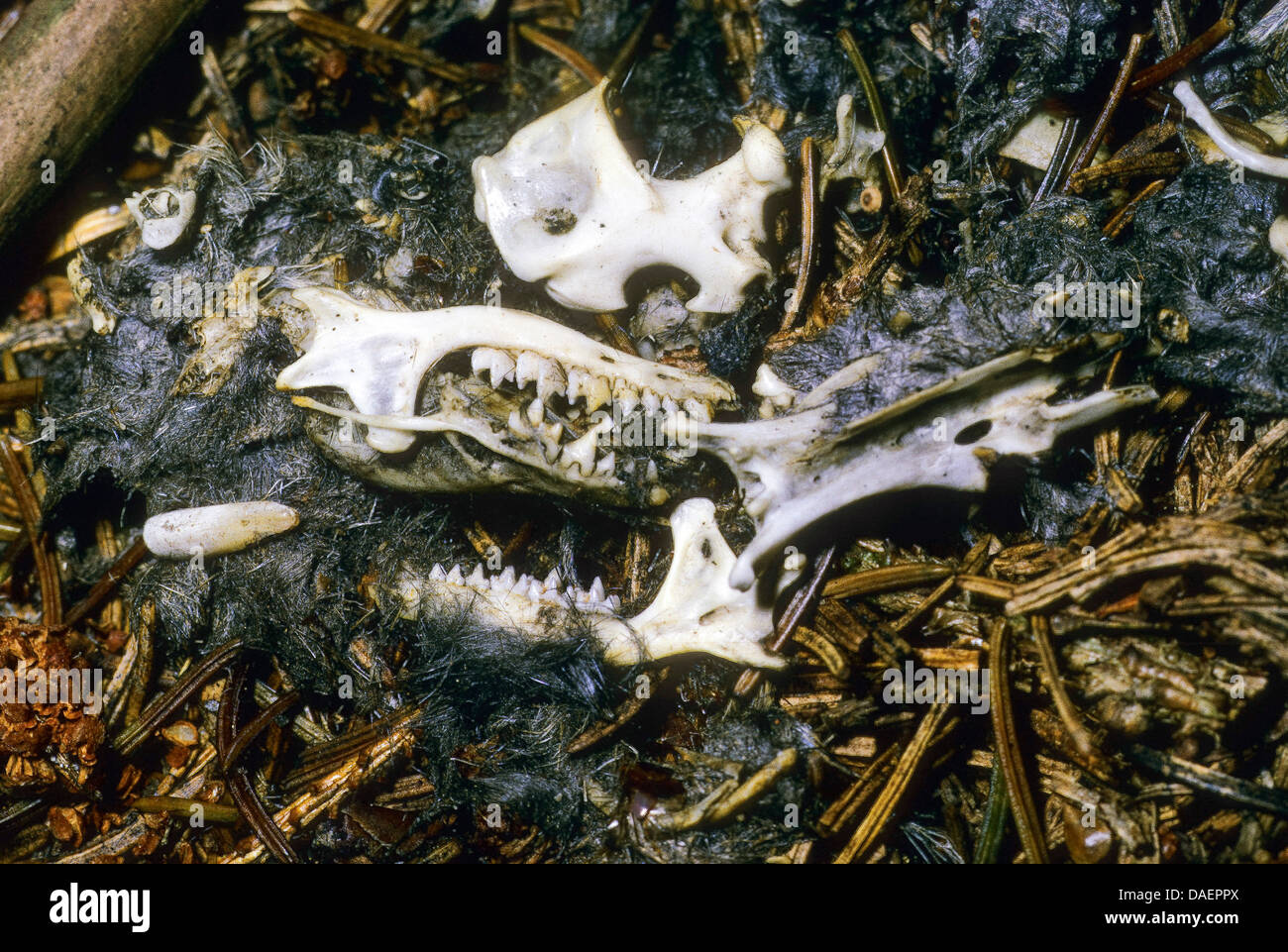 Gufo comune (Asio otus), palline con le ossa e il cranio, Germania Foto Stock