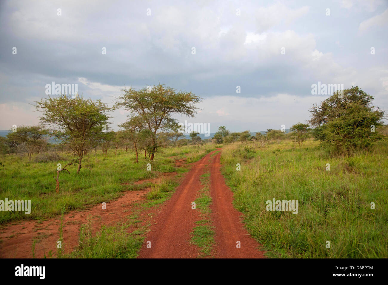 Percorso nella savana nella stagione delle piogge, Ruanda, Provincia Orientale, Akagera National Park Foto Stock