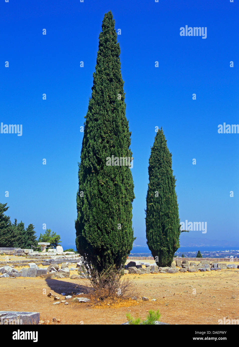 Italian cipresso (Cupressus sempervirens), Grecia, Kos Foto Stock