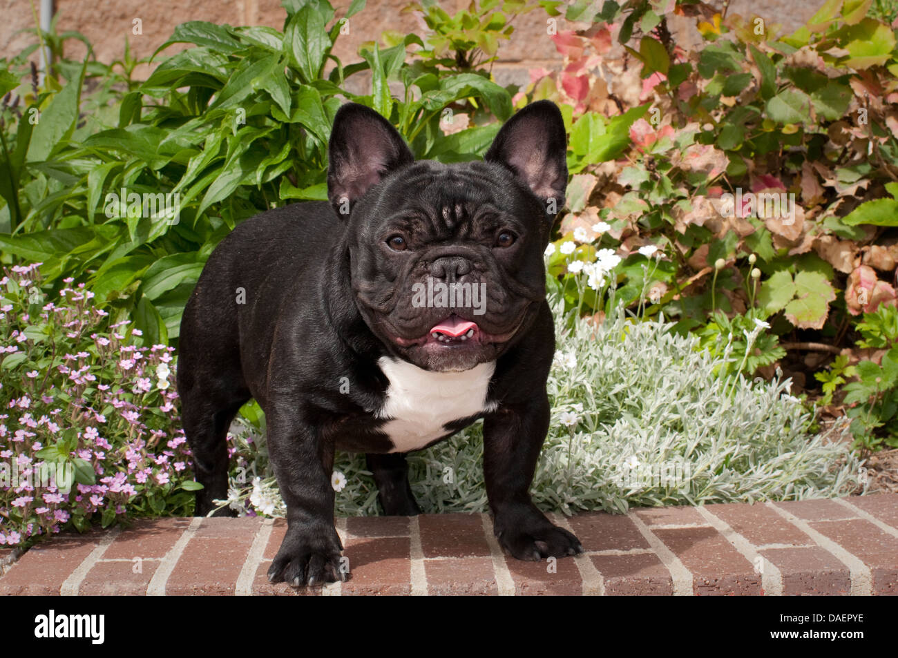 Bulldog francese in piedi su un muro di mattoni Foto Stock