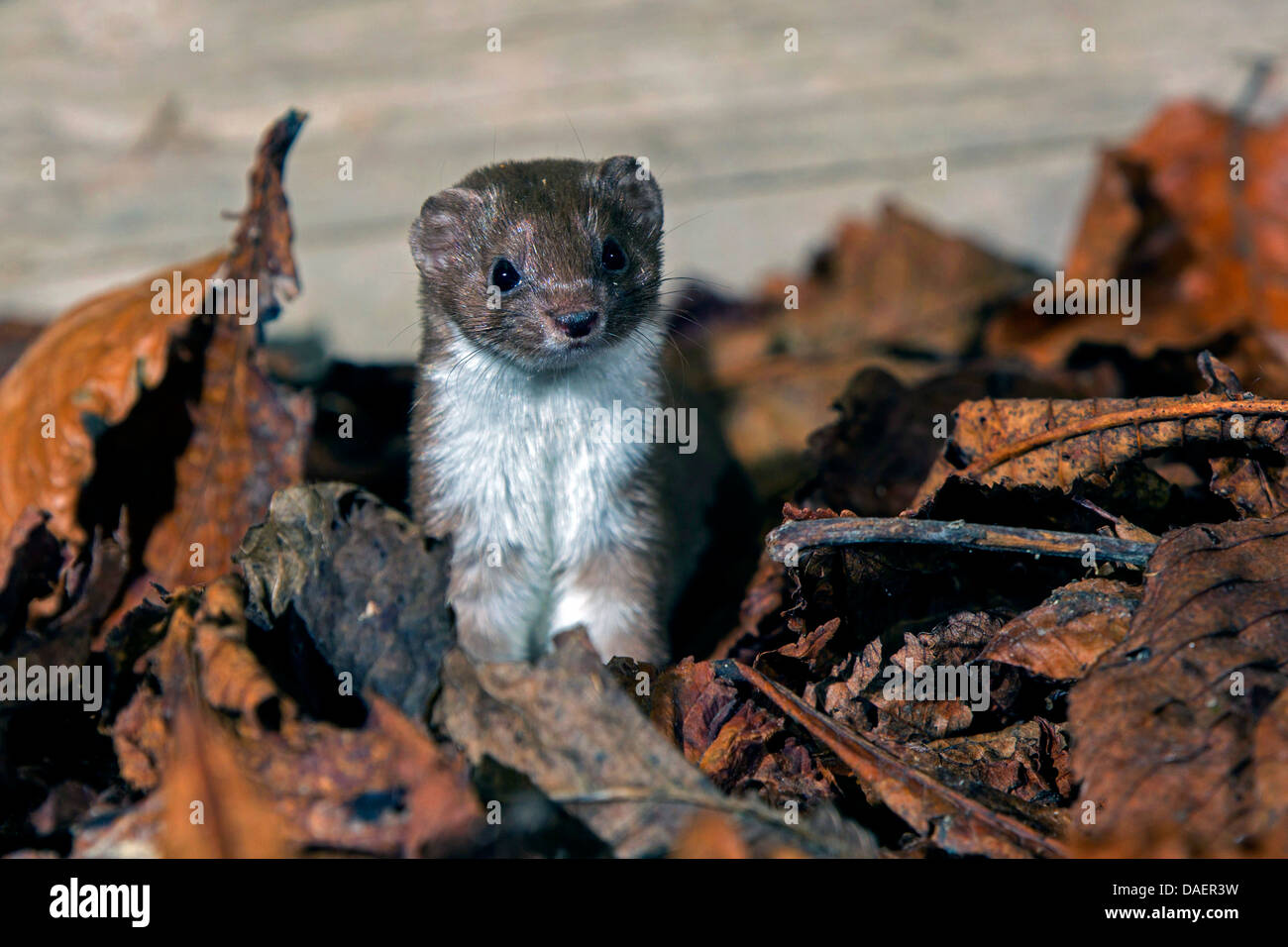 Almeno donnola (Mustela nivalis), seduti all'interno di foglie di autunno, in Germania, in Baviera Foto Stock