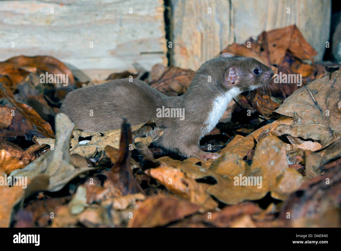 Almeno donnola (Mustela nivalis), su foglie di autunno, in Germania, in Baviera Foto Stock