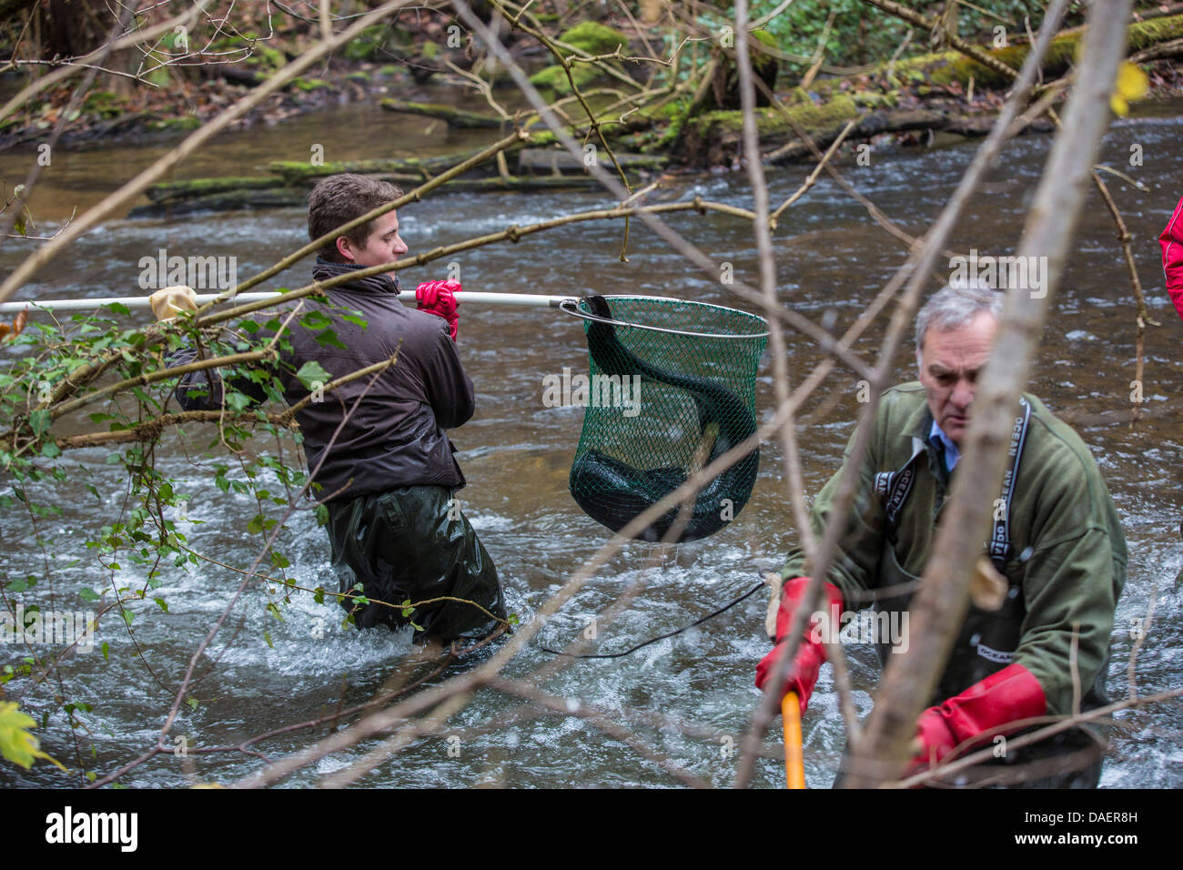 Pesce gatto europeo, wels, siluro, wels siluro (Silurus glanis), electrofishing in un fiume per il controllo della popolazione, Germania Foto Stock