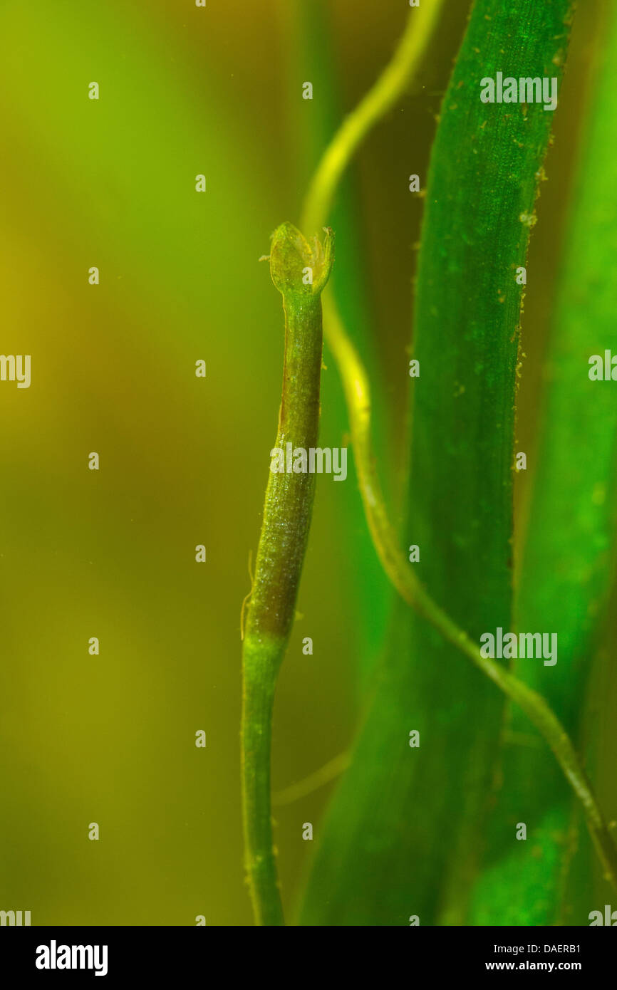 Vallisneria diritta, nastro di erba, erba di anguilla (Vallisneria spiralis), fiore Foto Stock