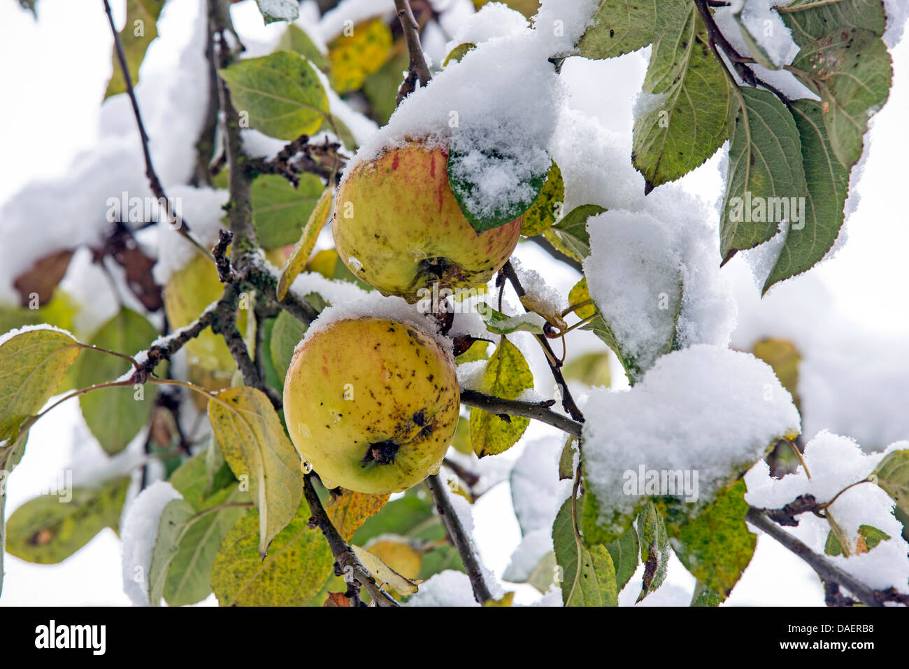 Apple tree (malus domestica), coperta di neve albero della mela con foglie e mele , Germania, il Land della Baviera Foto Stock