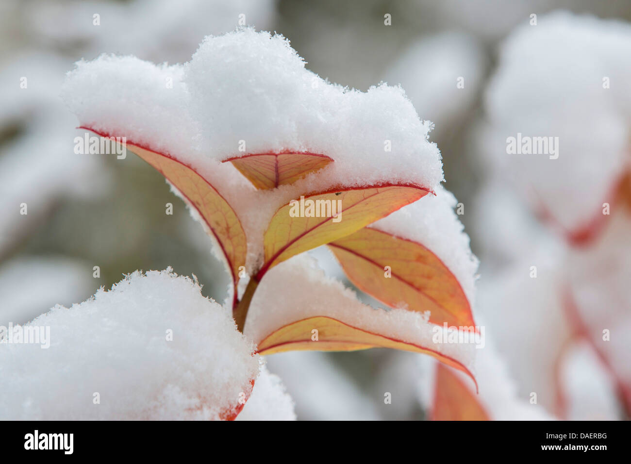 Alta mirtillo, highbush mirtillo, mirtillo di palude (Vaccinium corymbosum), coperta di neve ramo con foglie di collezione autunno, in Germania, in Baviera Foto Stock