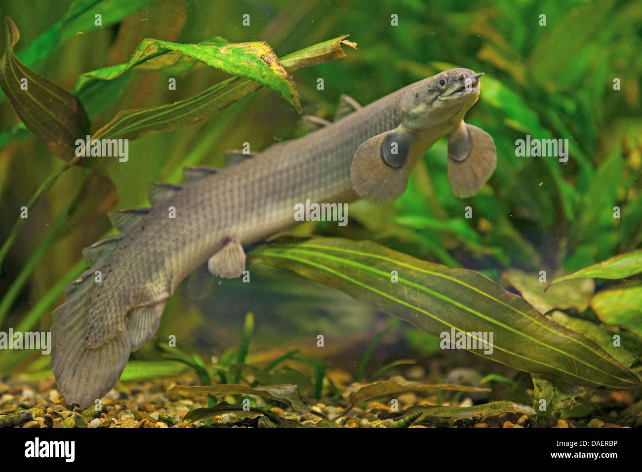 Senegal (bichir Polypterus senegalus), maschio alla massa di ghiaia tra piante di acqua Foto Stock