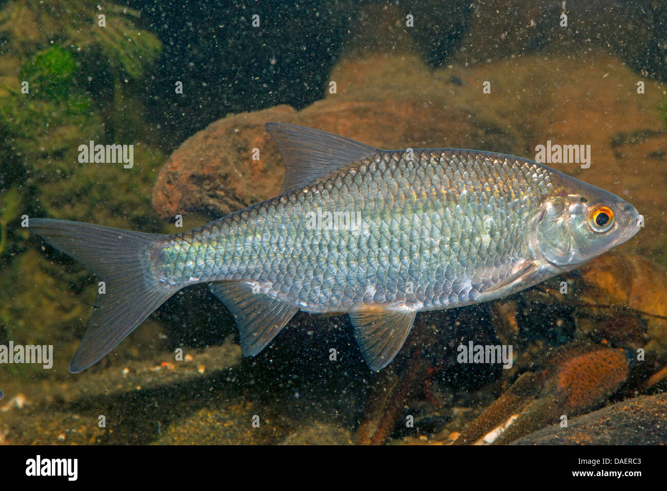 Roach, balcanica roach (Rutilus rutilus, Leuciscus rutilus), piscina, vista laterale, Germania Foto Stock
