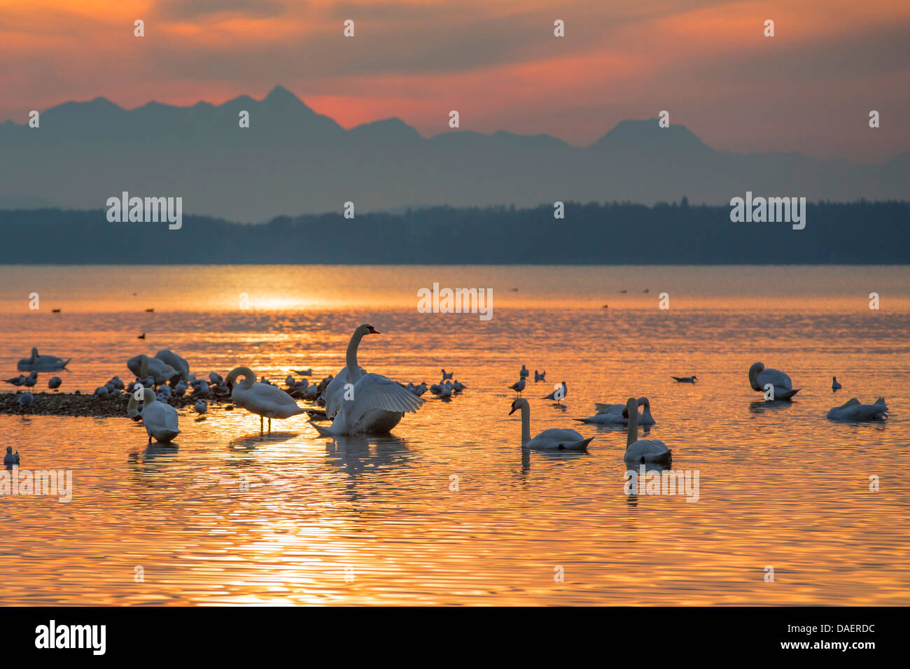 Cigno (Cygnus olor), diverse persone a riva del lago al tramonto, in Germania, in Baviera, il Lago Chiemsee Foto Stock