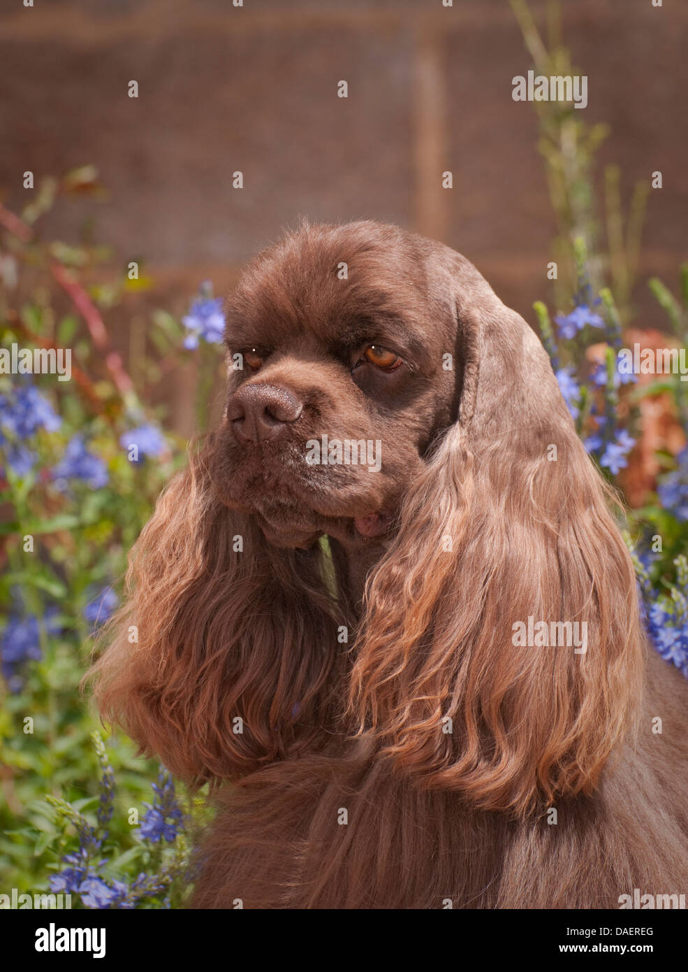 American cocker spaniel-colpo alla testa Foto Stock
