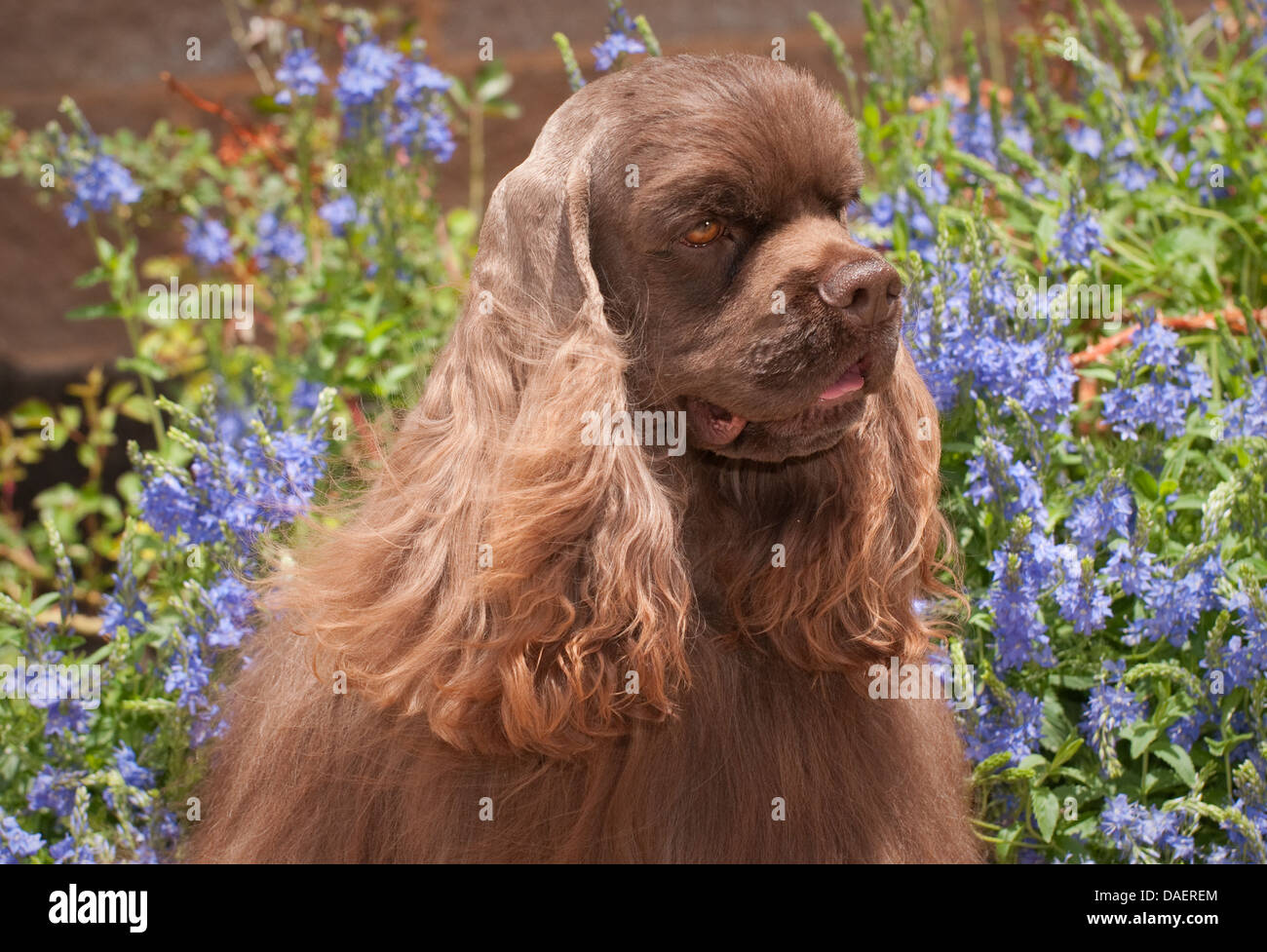 American cocker spaniel-colpo alla testa Foto Stock