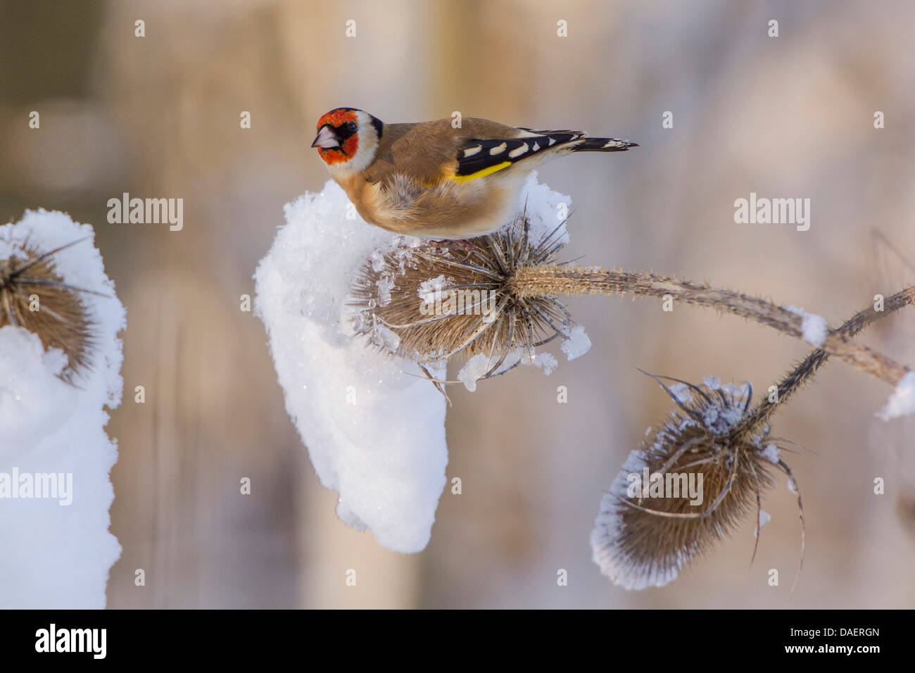 Eurasian cardellino (Carduelis carduelis), si nutrono di semi da wild teasel Dipsacus fullonum, in Germania, in Baviera, Isental Foto Stock