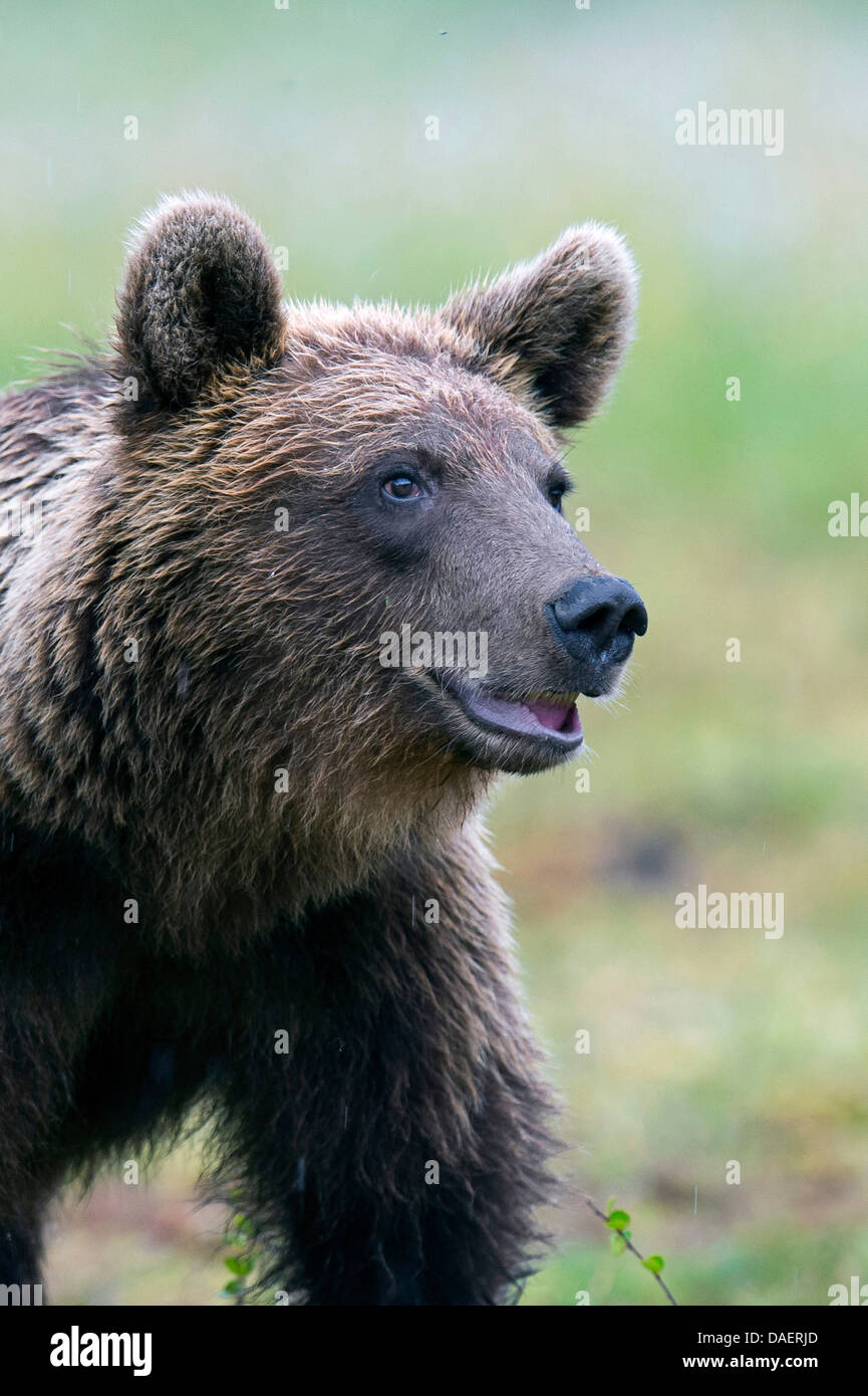 L'orso bruno (Ursus arctos), ritratto, Finlandia Foto Stock