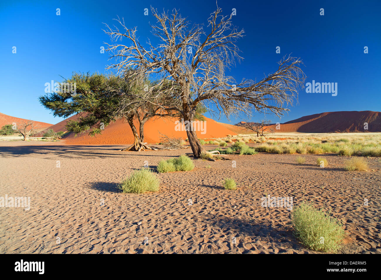 Deserto del Namib in Namibia, Namibia, Namib Naukluft National Park, Sossusvlei Foto Stock