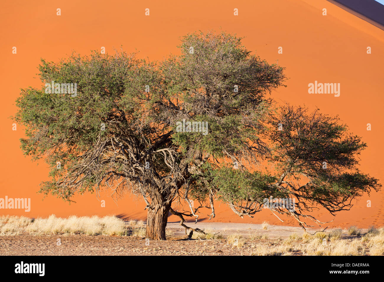 Unico acacia davanti a duna al Namibdesert, Namibia, Namib Naukluft National Park, Sossusvlei Foto Stock