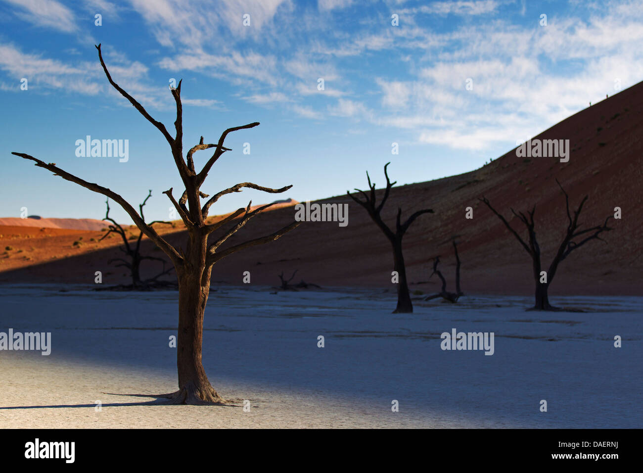 Gli alberi morti al deserto del Namib in Namibia, Namibia, Namib Naukluft National Park, Sossusvlei, Deadvlei Foto Stock