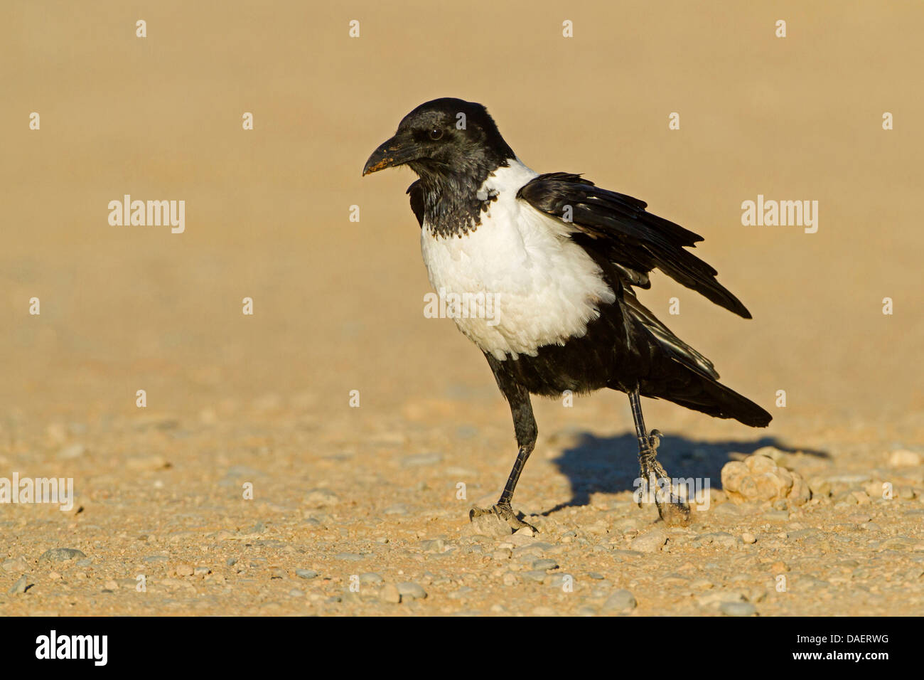 Pied crow (Corvus albus), camminando sulla terra, Namibia, Namib Naukluft National Park, Hardap, Sesriem Foto Stock