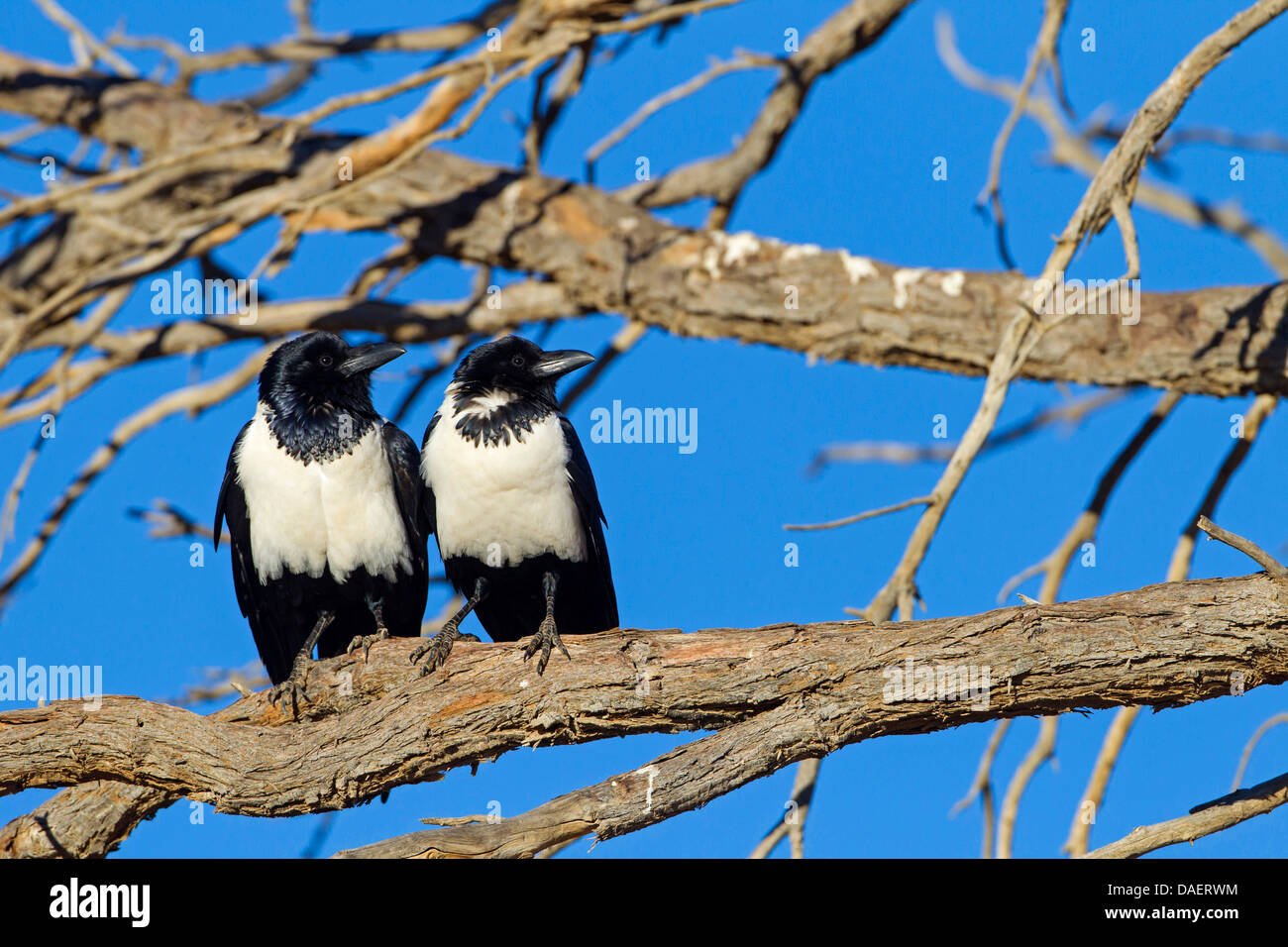 Pied crow (Corvus albus), coppia su un ramo, Namibia, Namib Naukluft National Park, Hardap, Sesriem Foto Stock