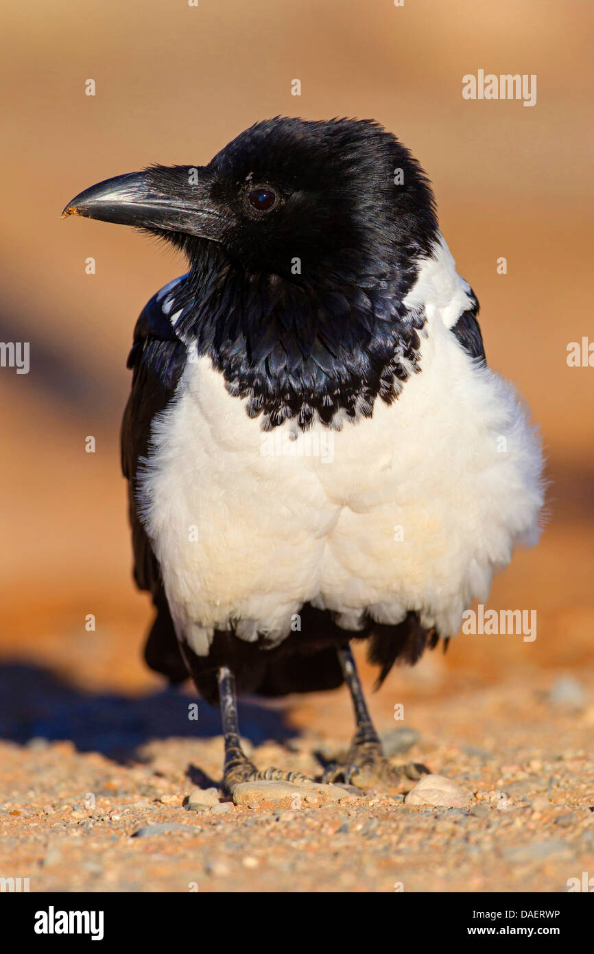 Pied crow (Corvus albus), seduto a terra, Namibia, Namib Naukluft National Park, Hardap, Sesriem Foto Stock