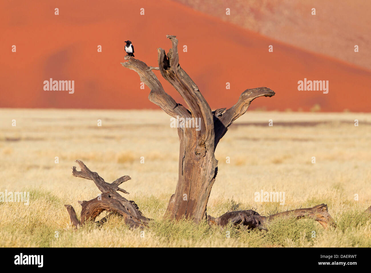Pied crow (Corvus albus), seduto su un albero morto, Namibia, Namib Naukluft National Park, Hardap, Sesriem Foto Stock