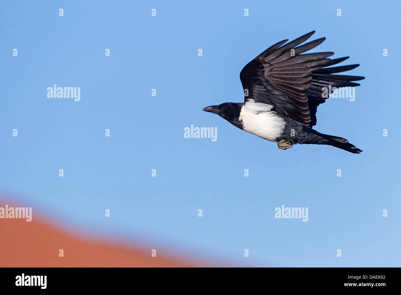 Pied crow (Corvus albus), seduto su un albero morto, Namibia, Namib Naukluft National Park, Hardap, Sesriem Foto Stock