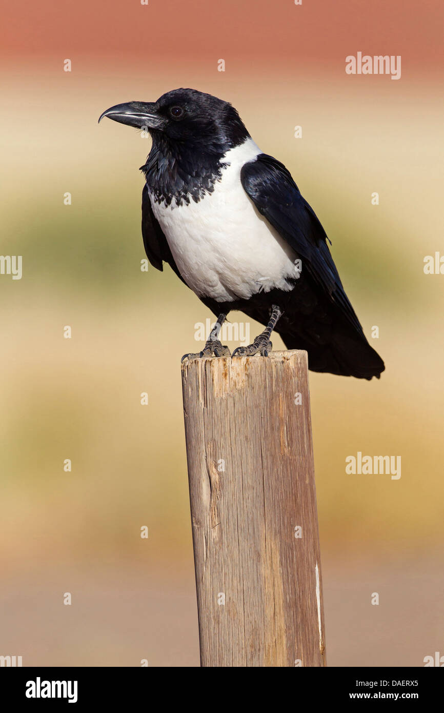 Pied crow (Corvus albus), seduto su un palo di legno, Namibia, Namib Naukluft National Park, Hardap, Sesriem Foto Stock