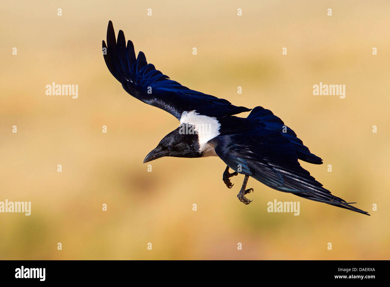 Pied crow (Corvus albus), volare, Namibia, Namib Naukluft National Park, Hardap, Sesriem Foto Stock