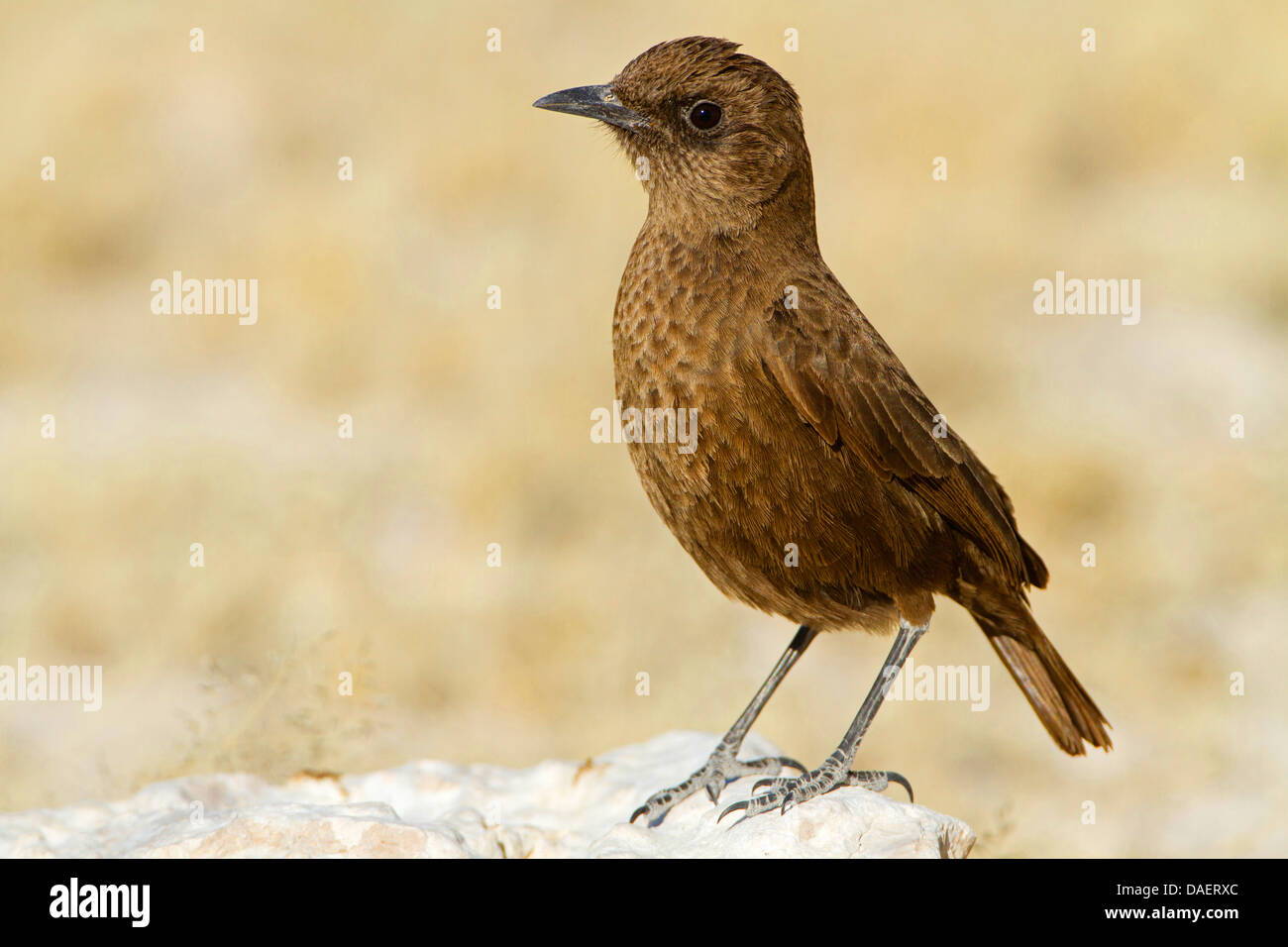 Southern anteater chat (Myrmecocichla formicivora), seduta su una roccia, Namibia, il Parco Nazionale di Etosha, Oshikoto Foto Stock