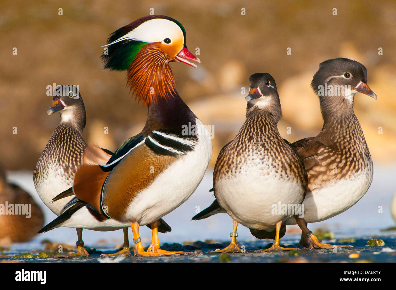 Anatra di mandarino (Aix galericulata), maschio con diverse femmine su un laghetto congelato, Germania Foto Stock