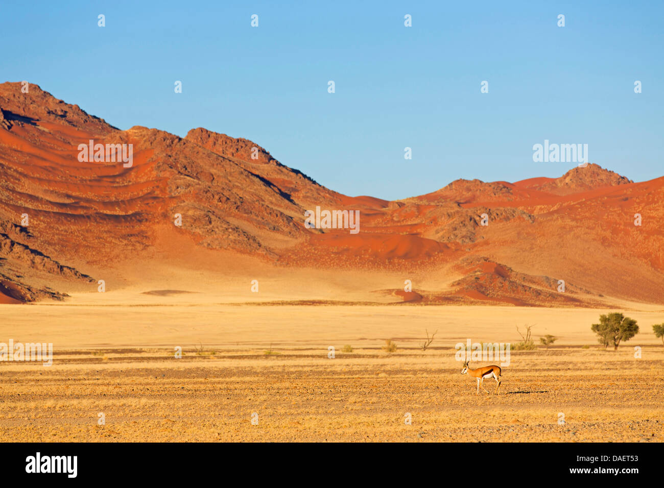Springbuck, springbok (Antidorcas marsupialis), nel paesaggio del deserto, Namibia, Namib Naukluft National Park, Hardap, Sesriem Foto Stock