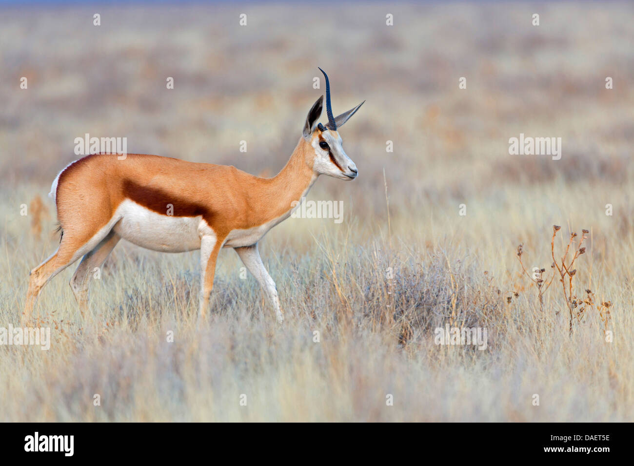 Springbuck, springbok (Antidorcas marsupialis), camminando su erba secca, Namibia, Namib Naukluft National Park, Hardap , Sesriem Foto Stock