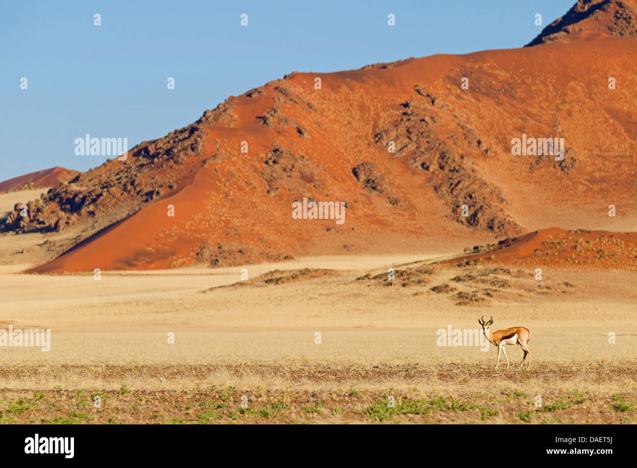 Springbuck, springbok (Antidorcas marsupialis), in piedi nel deserto nella parte anteriore di una duna, Namibia, Hardap, Namib Naukluft National Park, Sesriem Foto Stock