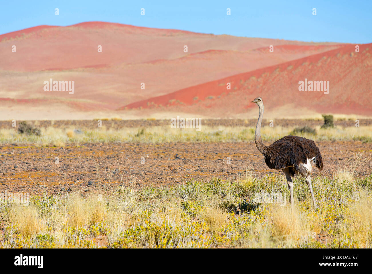 (Struzzo Struthio camelus), maschio in habitat, Namibia, Namib Naukluft National Park, Hardap, Sesriem Foto Stock