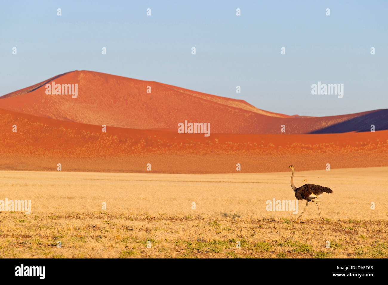 (Struzzo Struthio camelus), maschio davanti a duna, Namibia, Namib Naukluft National Park, Hardap, Sesriem Foto Stock