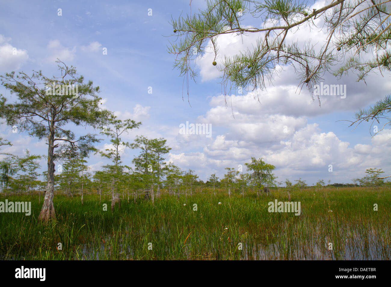 Miami Florida,Florida City,Everglades National Park,Main Park Road,Fresh water Marl Prairie,cipressi,FL130518060 Foto Stock