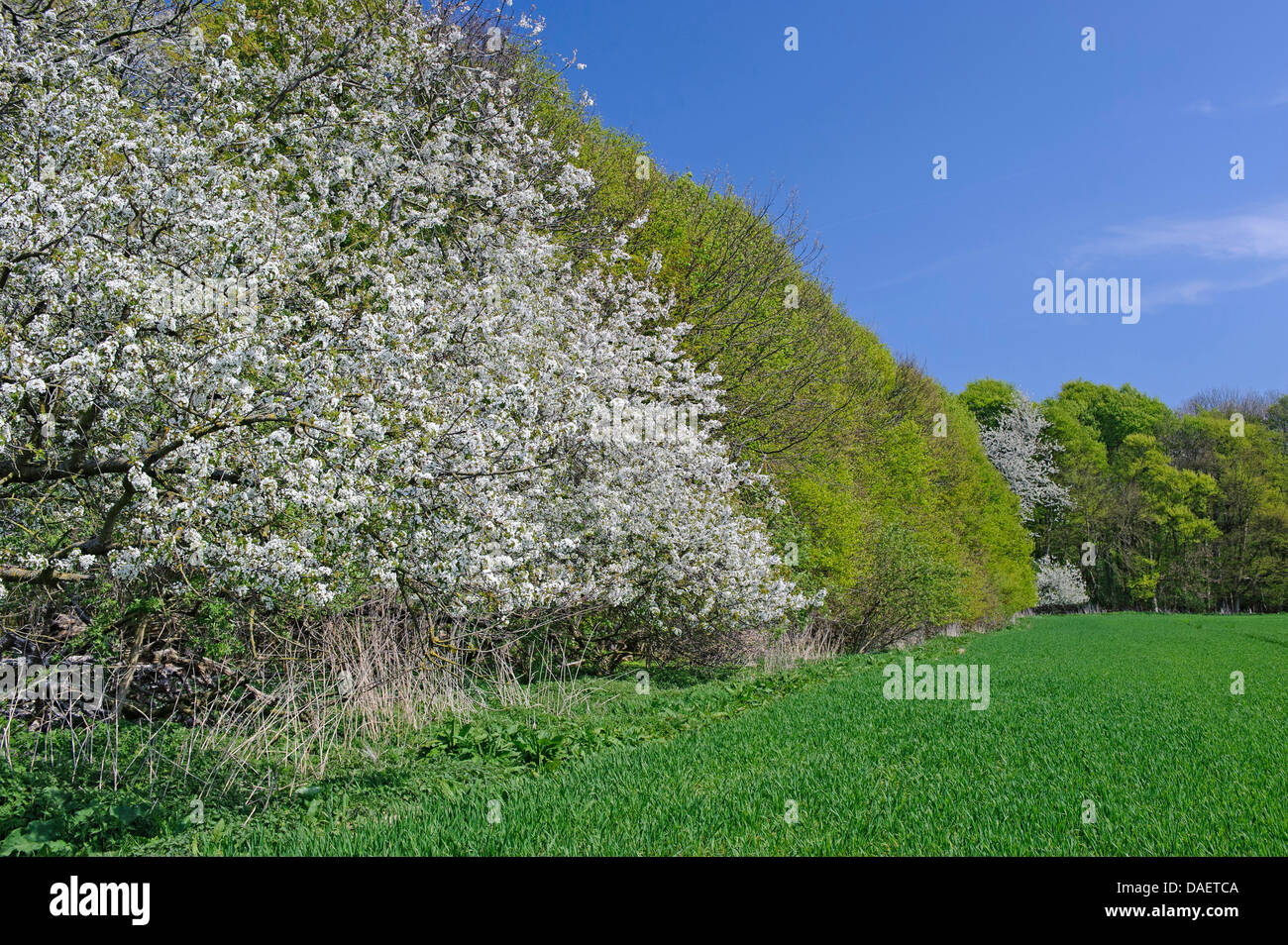 Ciliegio selvatico, ciliegio dolce, fisarmonica Gean, mazzard (Prunus  avium), fioritura ciliegio al margine della foresta, Germania Foto stock -  Alamy