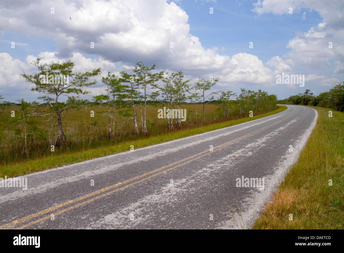 Miami Florida,Florida City,Everglades National Park,Main Park Road,Fresh water Marl Prairie,cipressi,FL130518062 Foto Stock