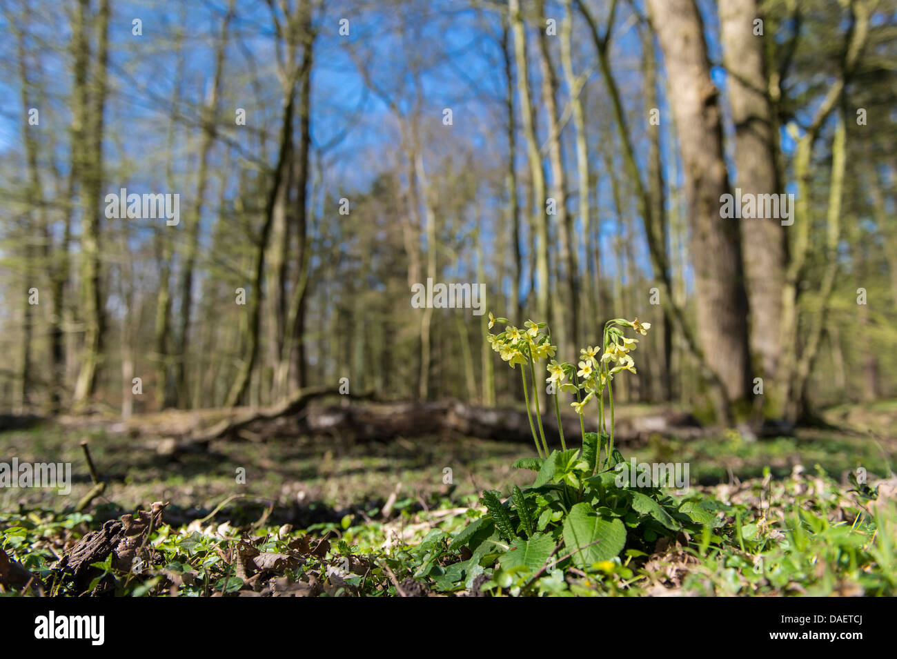 In beechforest Herrenholz, Germania, Bassa Sassonia, Goldenstedt Foto Stock