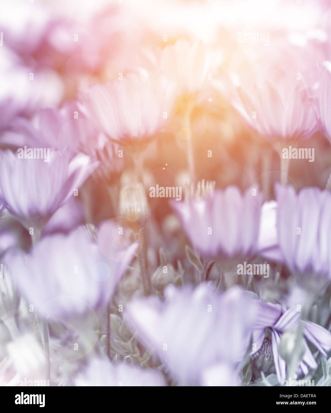 Abstract sfondo floreale, soft focus, poco dolce, fiori di campo a margherita, arte, luminoso della luce del sole, estate natura Foto Stock