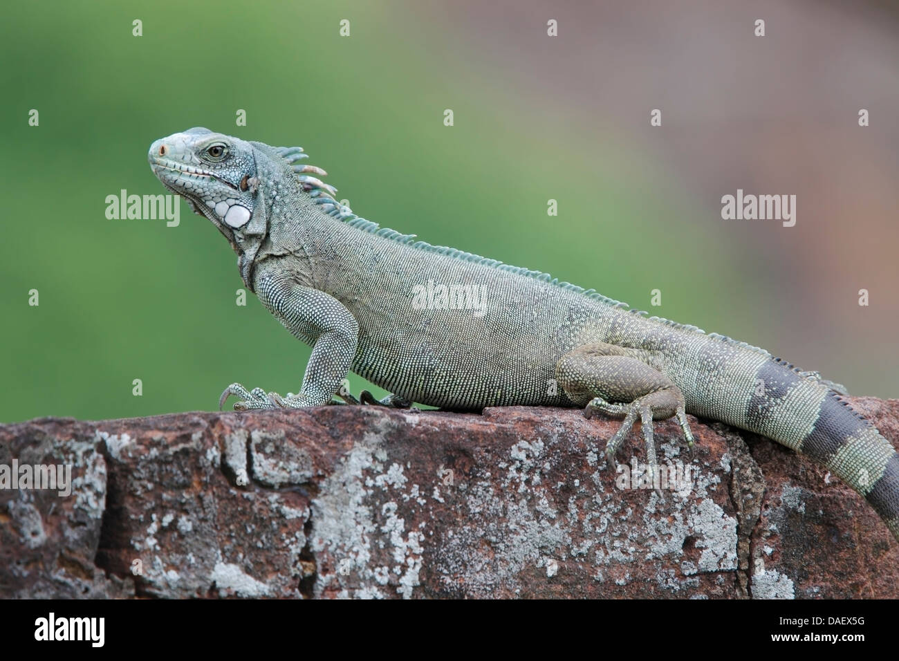 Verde (iguana Iguana iguana) maschio adulto su parete, Ile Royale, Guiana francese, Sud America Foto Stock