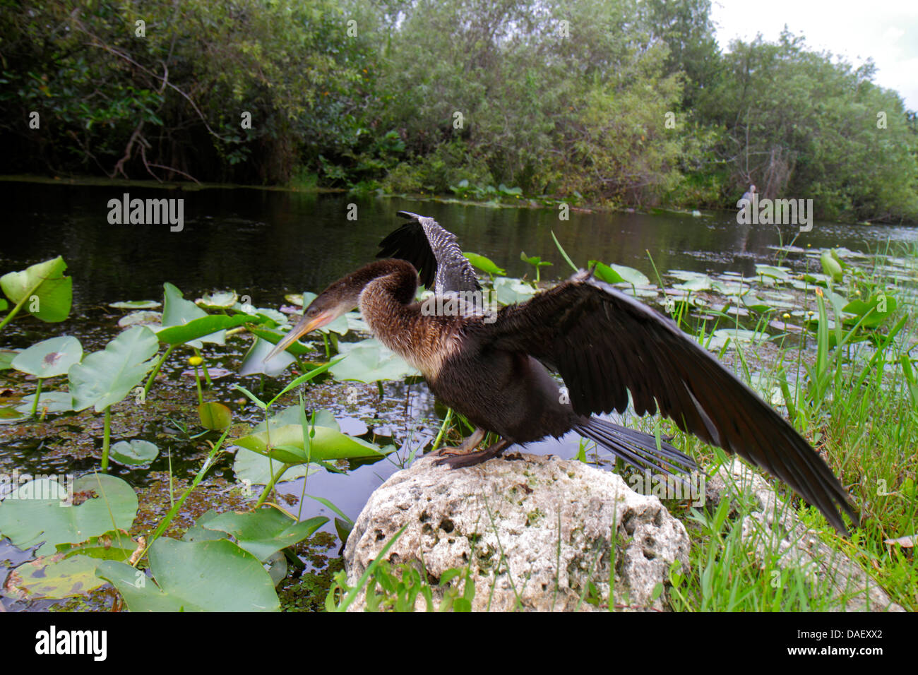 Miami Florida, Everglades National Park, Shark Valley Visitors Center, centro, Bike Tram Trail, anhinga, uccello, ali essiccanti, spandimento, FL130601049 Foto Stock