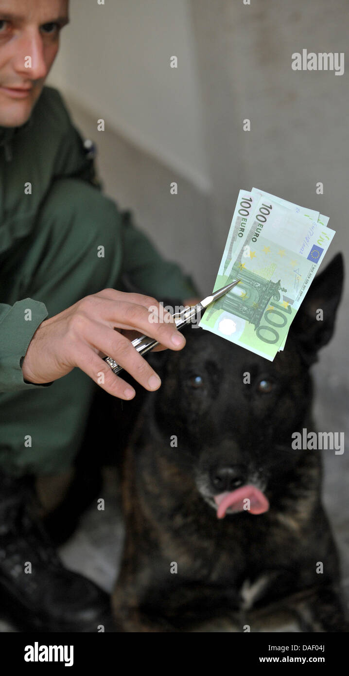 Denaro sniffer cane "Tyson' Franconia Centrale Dipartimento di Polizia sniffs contraffazione di denaro nel corso di una sessione di stampa presso il Ministero bavarese degli interni a Monaco di Baviera, Germania, 22 novembre 2011. La banca bavarese non cani hanno già eseguito le operazioni 40 dove hanno trovato 160.000 euro di reale e la contraffazione di denaro contante. Foto: FRANK LEONHARDT Foto Stock