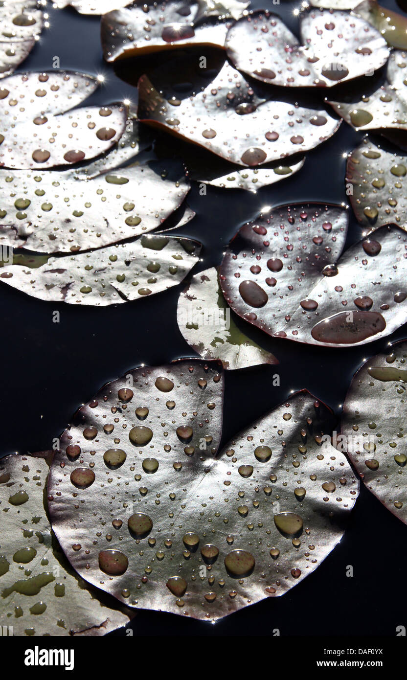 Gocce di pioggia sulle ninfee nel laghetto in giardino Foto Stock
