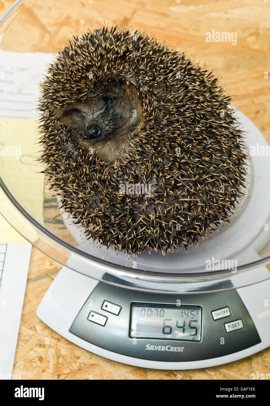 Un piccolo porcospino, chi ha rotolato stesso in una sfera di protezione, viene pesato a Gabriele Dunst della stazione di hedgehog in Boehmerheide, Germania, 24 novembre 2011. Gabriel Dunst ha eseguito il privato stazione hedgehog per 12 anni. Circa un centinaio di feriti, malati o troppo piccolo riccio sono curati per un anno. Quando il piccolo riccio sono sani o di raggiungere un peso di 750 grammi, sono lasciate b Foto Stock