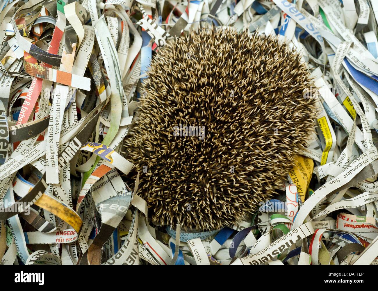 Un piccolo porcospino, chi ha rotolato stesso in una sfera di protezione, dorme in edicola a Gabriele Dunst della stazione di hedgehog in Boehmerheide, Germania, 24 novembre 2011. Gabriel Dunst ha eseguito il privato stazione hedgehog per 12 anni. Circa un centinaio di feriti, malati o troppo piccolo riccio sono curati per un anno. Quando il piccolo riccio sono sani o di raggiungere un peso di 750 grammi, sono le Foto Stock