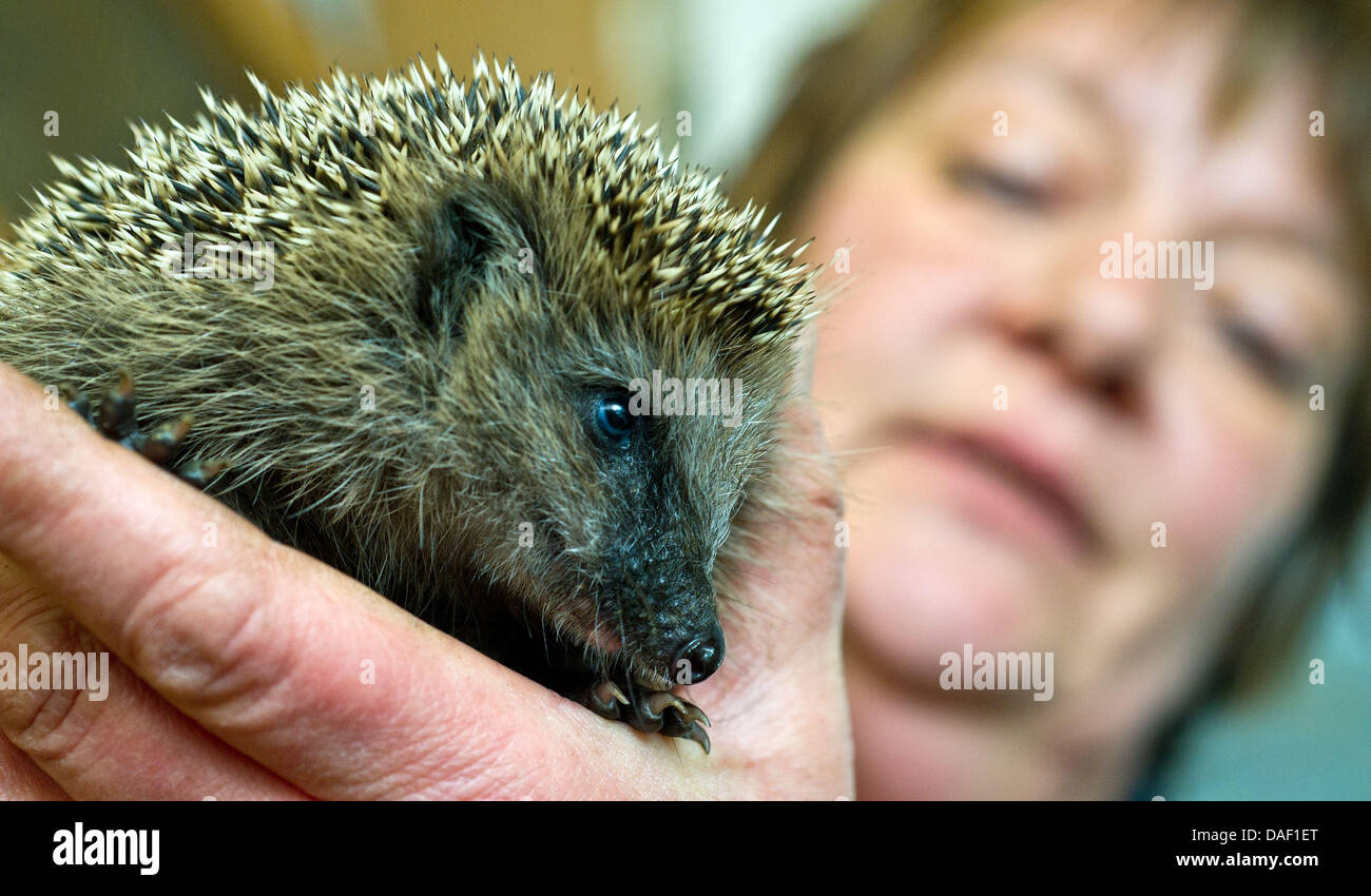 Gabriele Dunst contiene un piccolo porcospino in mano che ha rotolato stesso in una sfera di protezione, presso la stazione di hedgehog in Boehmerheide, Germania, 24 novembre 2011. Gabriel Dunst ha eseguito il privato stazione hedgehog per 12 anni. Circa un centinaio di feriti, malati o troppo piccolo riccio sono curati per un anno. Quando il piccolo riccio sono sani o di raggiungere un peso di 750 grammi, sono le Foto Stock