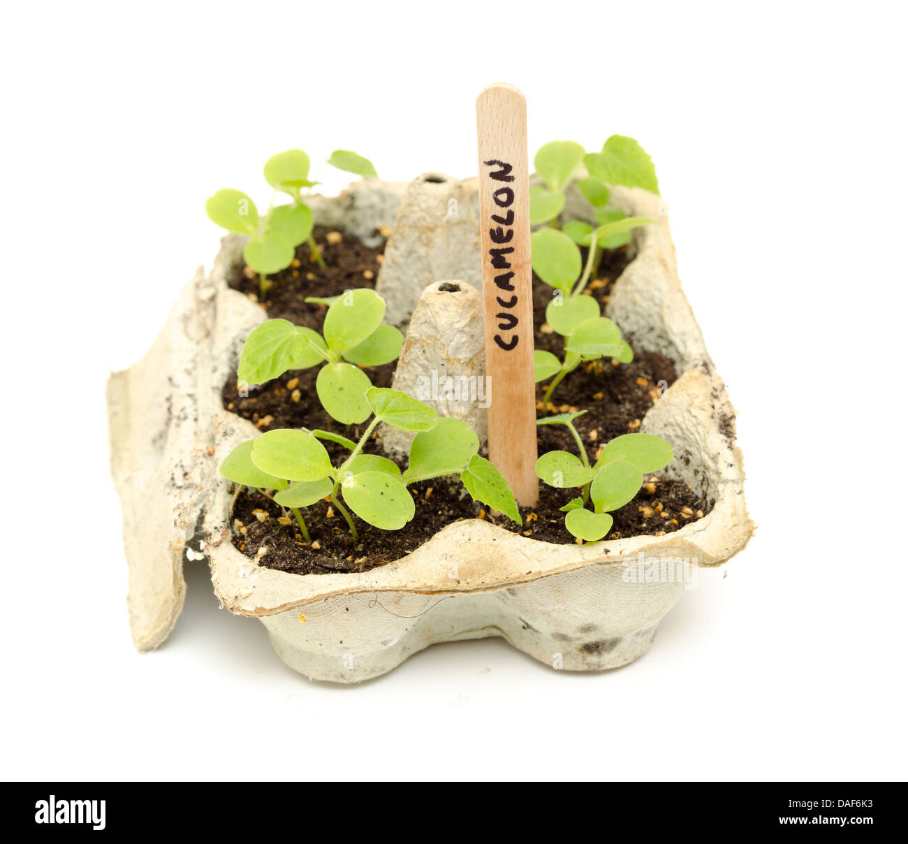 Piantine in crescita in utilizzate scatole di uova con gelato bastoni come etichette. Il riciclo nel giardinaggio. Piantine Cucamelon. Foto Stock